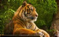 /album/hayvanlar-alemi/www-wallpapersharing-com-sumatran-tiger-wide-jpg/